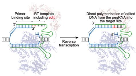 Crispr Cas9 Y Prime Editing Presente Y Futuro De La Edición Genética