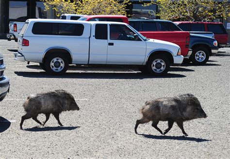 Prescott's new wildlife-feeding ban yields no citations | The Daily ...