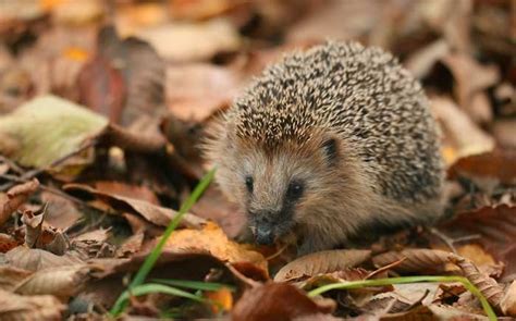 Tiere im Winterschlaf Igel überwintern