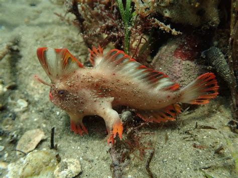 Red_132 - Handfish Conservation Project