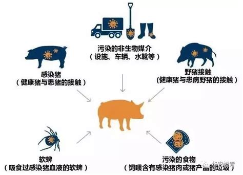 抗击非瘟 华农恒青教你如何做好猪场生物安全非洲