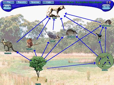 Food Webs: Australian Woodlands (Version 3) :The Logical Interface ...