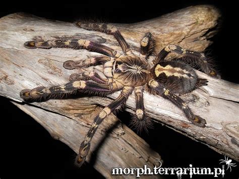 Poecilotheria Subfusca Spider Tarantula Arachnids