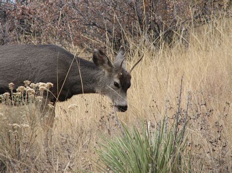 Mule Deer Spike Buck Ray F Flickr