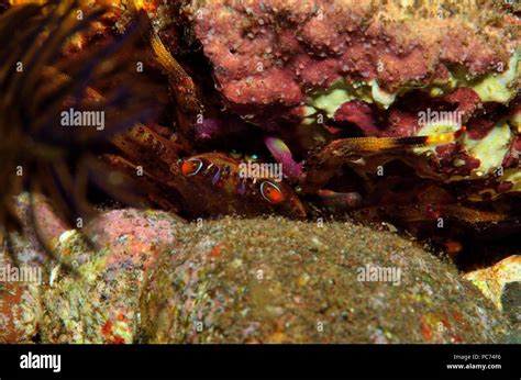 Crab Krabbe Brachyura Stock Photo Alamy