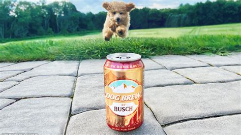 Anheuser Busch Launches Busch Dog Brew