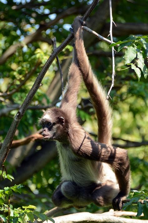 Mono Ara A N Primates Del Ecuador Naturalista Colombia