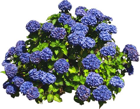 Hortensia Bleu