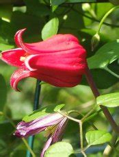 American Bells - Clematis texensis