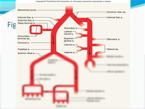 Solution Blood Supply Lymphatic Drainage Of Lower Limb Copy Studypool