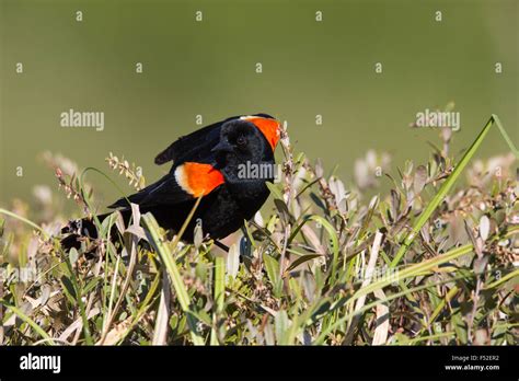 Red-winged blackbird - male Stock Photo - Alamy