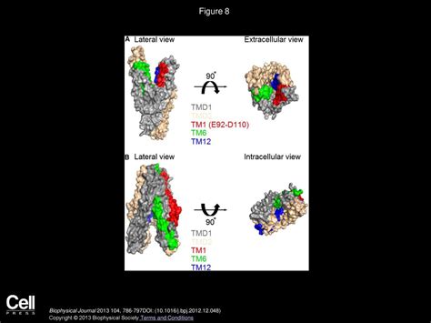 Cysteine Scanning Of Cftrs First Transmembrane Segment Reveals Its