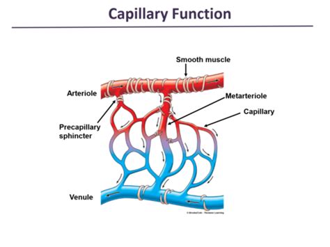 Module 4: Capillary function Flashcards | Quizlet