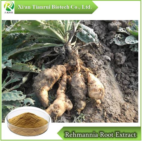 Dried Rehmannia Root Extract Sheng Di Huang Health Medical And Extract