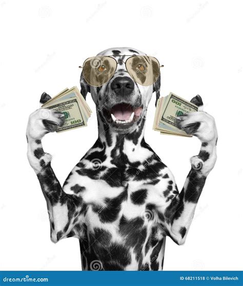 Dog In Glasses Holds In Its Paws A Lot Of Money Stock Photo Image Of