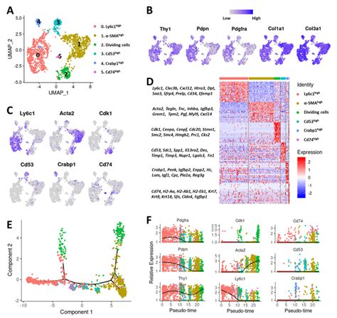 Characterization Of Caf Subtypes In T Breast Cancer A Cell