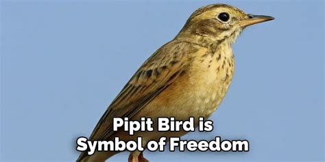 Pipit Spiritual Meaning Symbolism And Totem Detailed Guide