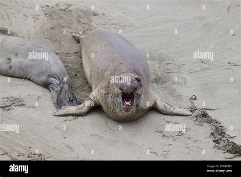 Elephant Seals, San Simeon, California, USA Stock Photo - Alamy