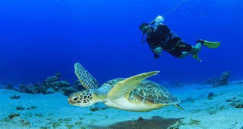 Minicurso De Buceo En El Parque Tayrona Principiantes Santa Marta