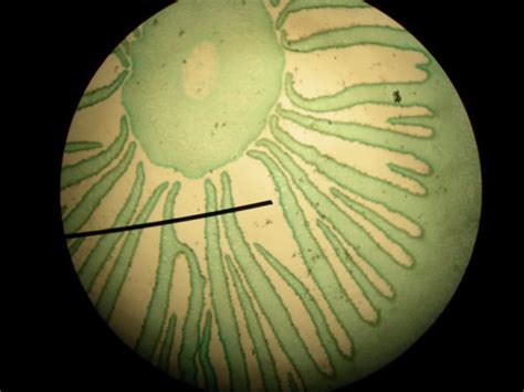 Lab Final Fungi Flashcards Quizlet