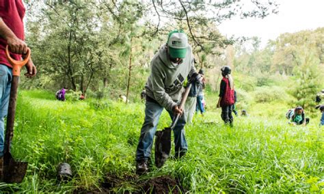 ¿vamos A Reforestar Habrá Jornada De Reforestación En El Nevado De Toluca