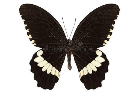 16,370 Papilio Stock Photos - Free & Royalty-Free Stock Photos from ...