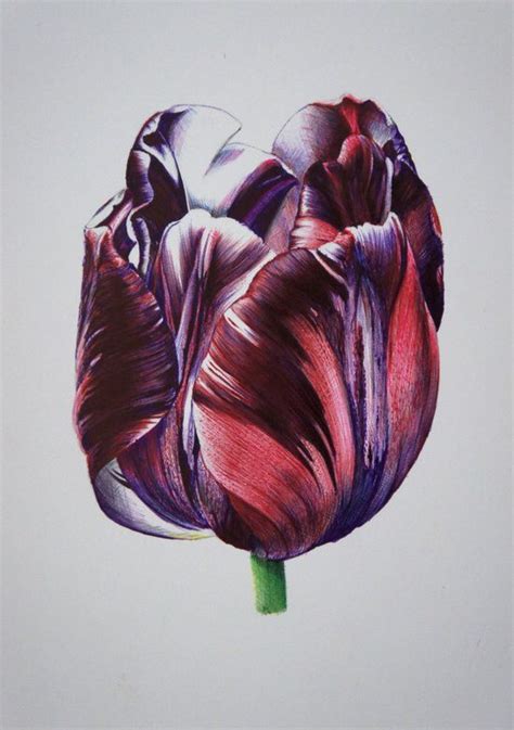 Pin By Angelina On Botanical Drawings