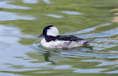 Male Bufflehead Swimming Stock Photo Image Of Bird Reflection