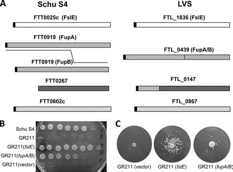 The Fsle Homolog Ftl Fupa B Mediates Siderophore Dependent