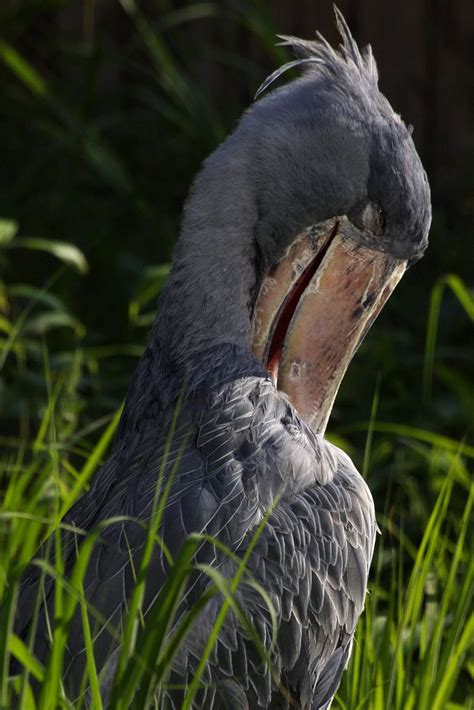 The King S Delight Shoebill Shoebill Bird Shoebill Stork