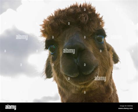 What Are You Looking At Stock Photo Alamy