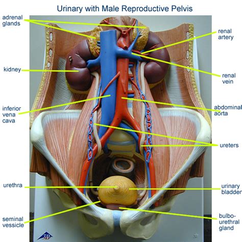 Anatomy Of Male Reproductive System ~ Reproductive Skeleton Bodenewasurk