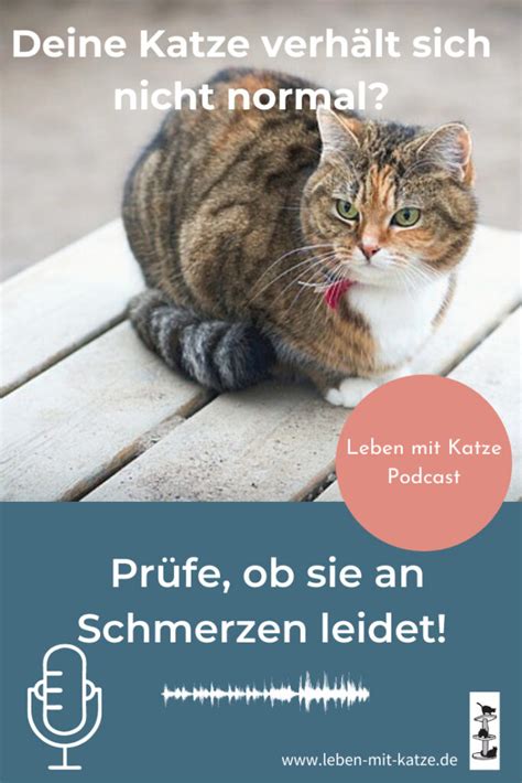 Schmerzen Bei Katzen Erkennen Und Behandeln Das Ist Wichtig