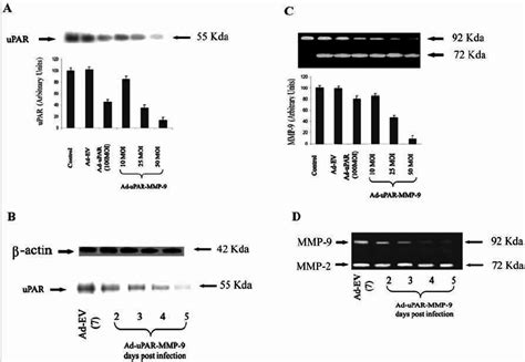 Ad UPAR MMP 9 Decreased UPAR And MMP 9 Expression In Lung Cancer Cells