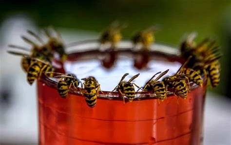 Blog Four Simple Ways To Keep Hornets And Wasps Away From Your Chicago Property