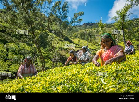 Tea Picking At The Kolukkumalai Tea Estate Tamil Nadu India Stock