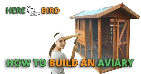 How To Build An Aviary 10 Steps With Planspics To A Diy Bird Aviary