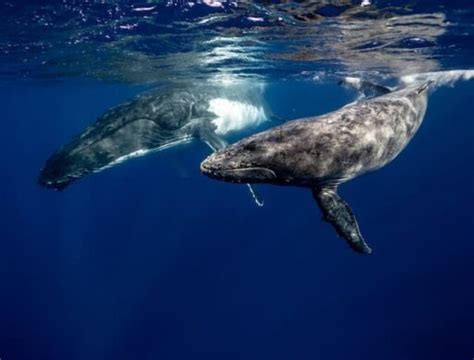 11 Most Endangered Whales - Animals Around The Globe