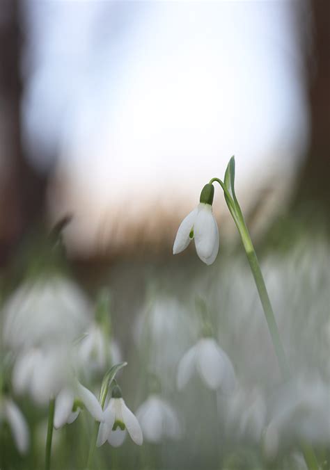 Schneeglöckchen Forum für Naturfotografen