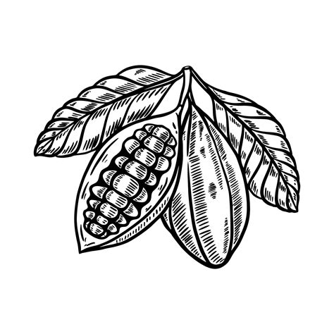 Cocoa Fruit Hand Drawn Illustration 2369747 Vector Art At Vecteezy