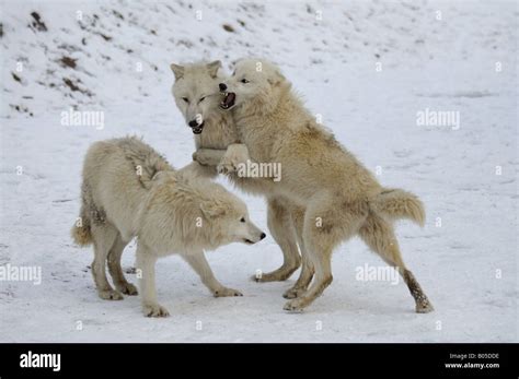 Lobo Del Rtico La Tundra El Lobo Canis Lupus Albus Tres