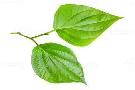 Groen Betel Blad Geïsoleerd Aan Transparant Achtergrond Png 22804881 Png