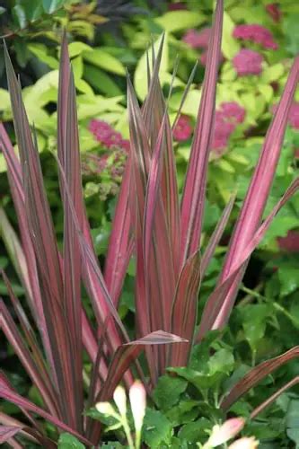 Cordyline Australis Pink Stripe Dracaena Australis New Zealand