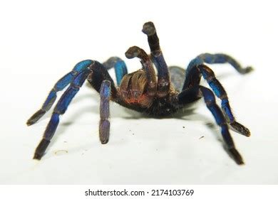 222 Cobalt blue tarantula Images, Stock Photos & Vectors | Shutterstock