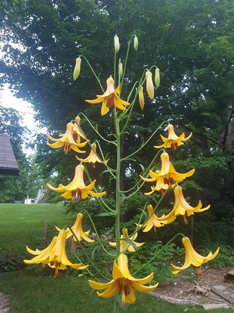 Canada Lily – The Native Plant Gardener