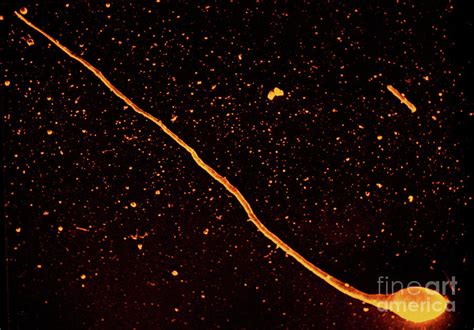 False Colour Sem Of A Human Sperm Photograph By Dr Gerald Schatten