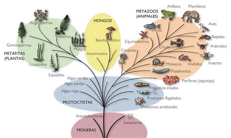 Clasificaci N De Los Seres Vivos Reinos Biologicos Rbol