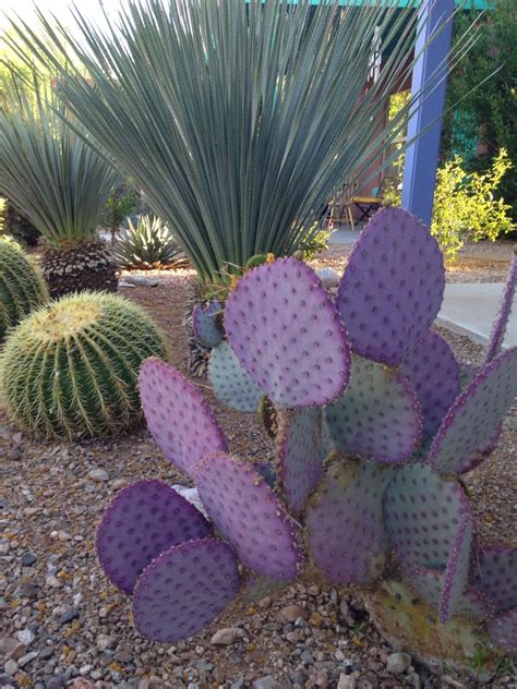 Purple Cactus | Santa-rita Prickly Pear