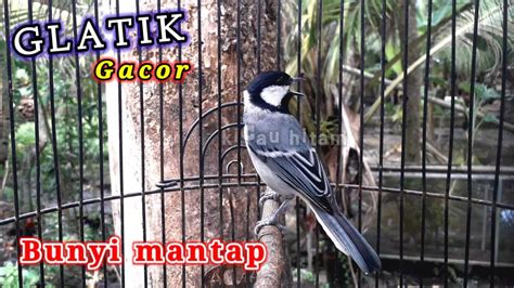 Gelatik Gacor Efektif Pancing 3m05i Burung Anda YouTube