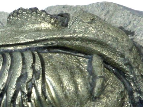 Pyritized Eldregeops Trilobite